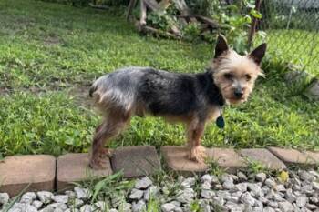 Bear -  Yorkshire Terrier Dog for Adoption in Kansas City, Missouri - Bear | PetCurious