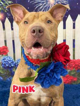 Pink -  Mixed Breed Dog for Adoption in Flint, Michigan - Pink | PetCurious