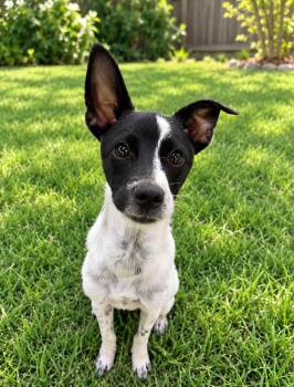 William -  Jack Russell Terrier Dog for Adoption in El Cajon, California - William | PetCurious