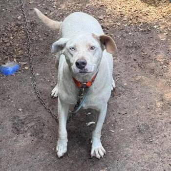 Strawberry Gelato Stray Hold 8/12 -  Mixed Breed Dog for Adoption in Huntington, West Virginia - Strawberry Gelato Stray Hold 8/12 | PetCurious