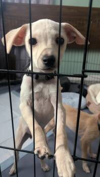 Chihuahua Dogs Available for Adoption - Blossom (Chi 2) | PetCurious