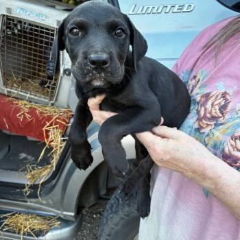 Noche -  Labrador Retriever and Mixed Breed Dog for Adoption in Wadena, Minnesota - Noche | PetCurious