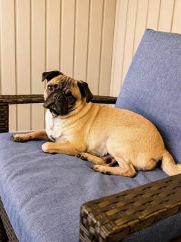 Nutmeg -  Pug Dog for Adoption in Seattle, Washington - Nutmeg | PetCurious