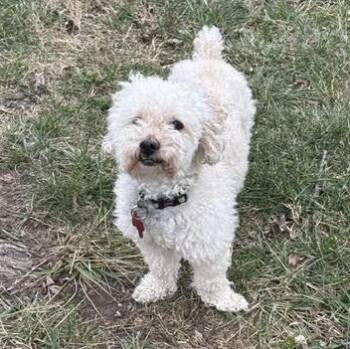 Rusco -  Cockapoo Dog for Adoption in Springfield, Missouri - Rusco | PetCurious