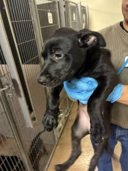 YOGURT -  Pit Bull Terrier and Mixed Breed Dog for Adoption in San Jose, California - YOGURT | PetCurious