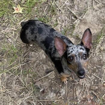 Millie 22543 -  Rat Terrier Dog for Adoption in Cumming, Georgia - Millie 22543 | PetCurious