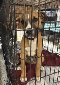 Boxer and Mixed Breed Dogs Available for Adoption in Saint Clairsville, Ohio - T-Bone Aka Loki | PetCurious