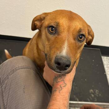 Coonhound Dogs Available for Adoption in Taos, New Mexico - Charlie Brown | PetCurious