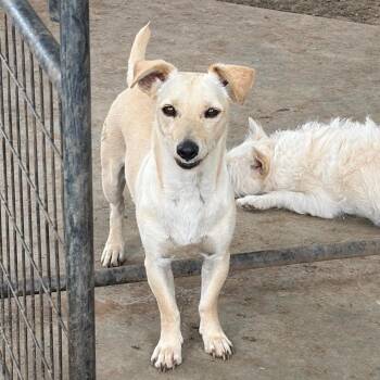 Mateo -  Chihuahua Dog for Adoption in St. Augustine, Florida - Mateo | PetCurious