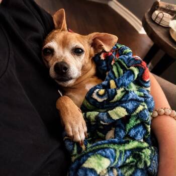 Saki -  Chihuahua and Mixed Breed Dog for Adoption in Boerne, Texas - Saki | PetCurious