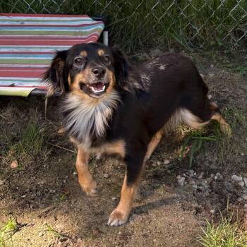 Alexis -  Chihuahua and Mixed Breed Dog for Adoption in Calverton, New York - Alexis | PetCurious