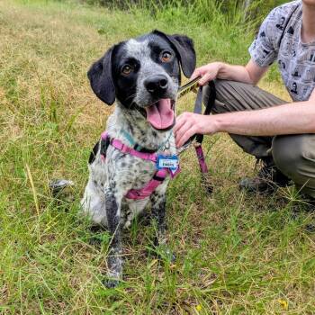 Emeril -  Cattle Dog Dog for Adoption in Wake Forest, North Carolina - Emeril | PetCurious