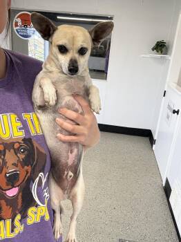 Felipe -  Chihuahua Dog for Adoption in Blue Springs, Missouri - Felipe | PetCurious