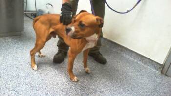 A1265892 -  Boxer and Mixed Breed Dog for Adoption in Charlotte, North Carolina - A1265892 | PetCurious