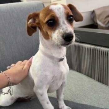 Dachshund and Mixed Breed Dogs Available for Adoption - Josephine | PetCurious