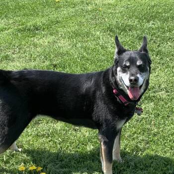 Rescue German Shepherd Dog and Siberian Husky Dogs for Adoption in Elkton, Michigan - Angel | PetCurious