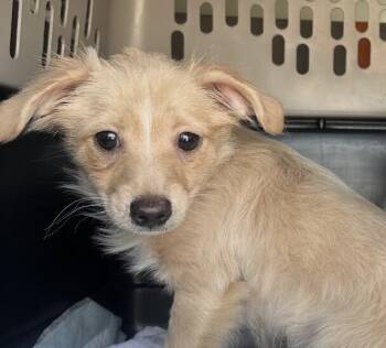 Chihuahua and Yorkshire Terrier Dogs Available for Adoption - Babe Stitch | PetCurious