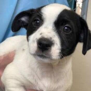 Rescue Hound Dogs for Adoption in Green Valley, Arizona - Bingo | PetCurious