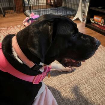 Rescue Great Dane Dogs for Adoption in Harrisonburg, Virginia - Zoey | PetCurious