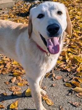 Rescue Yellow Labrador Retriever Dogs for Adoption in Coeur D