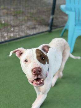 Hayley -  American Bulldog Dog for Adoption in Lakeland, Florida - Hayley | PetCurious