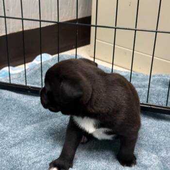 Puppy 5 -  Pit Bull Terrier Dog for Adoption in Chariton, Iowa - Puppy 5 | PetCurious