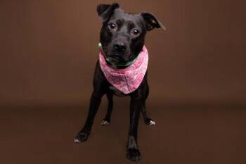 American Staffordshire Terrier and Mixed Breed Dogs Available for Adoption - Dovey | PetCurious