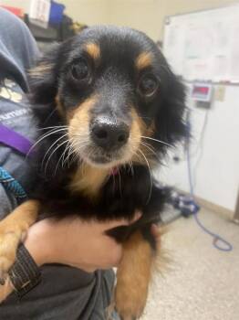 Luna -  Chihuahua Dog for Adoption in Vancouver, Washington - Luna | PetCurious