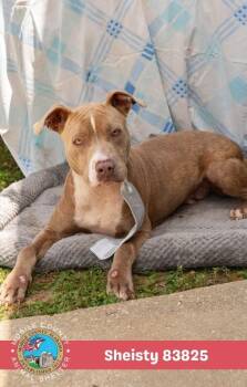 Sheisty -  Staffordshire Bull Terrier Dog for Adoption in Mobile, Alabama - Sheisty | PetCurious