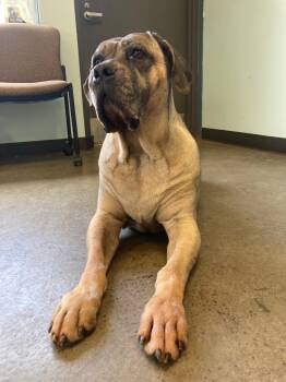 Rescue Cane Corso and Mastiff Dogs for Adoption in Mishawaka, Indiana - Gwennie | PetCurious