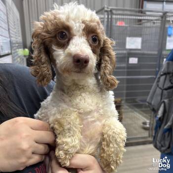 Poodle Dogs Available for Adoption in Washington, District Of Columbia - Bitty | PetCurious