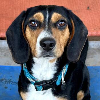 Beagle Dogs Available for Adoption in Rockville, Maryland - Atkins | PetCurious
