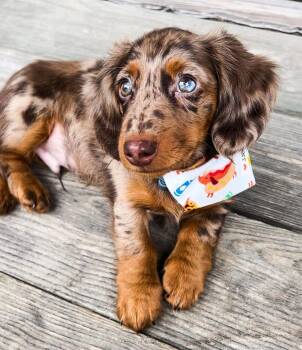 Jolly -  Dachshund Dog for Adoption in Farmington, Connecticut - Jolly | PetCurious