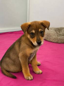 Finn -  German Shepherd Dog and Cattle Dog Dog for Adoption in Los Angeles, California - Finn | PetCurious