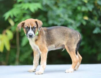 Ridge -  Australian Cattle Dog Blue Heeler and Australian Shepherd Dog for Adoption in Lucedale, Mississippi - Ridge | PetCurious