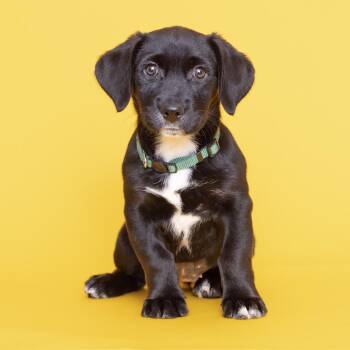 Honey -  Mixed Breed Dog for Adoption in Franklin, Tennessee - Honey | PetCurious
