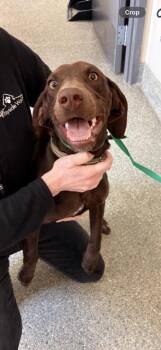 German Shorthaired Pointer and Mixed Breed Dogs Available for Adoption - Lazer | PetCurious