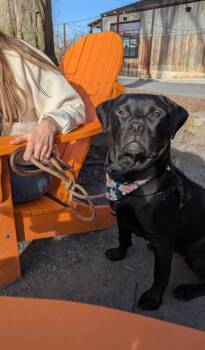 Xena -  Labrador Retriever and Mixed Breed Dog Available for Adoption in Atlanta, Georgia - Xena | PetCurious
