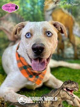 Rascal -  Australian Cattle Dog Blue Heeler Dog Available for Adoption in Winchester, Kentucky - Rascal | PetCurious