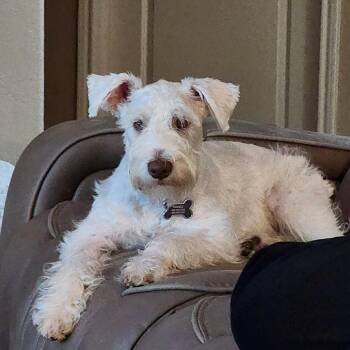 Schnauzer Dogs Available for Adoption - Nimbus | PetCurious