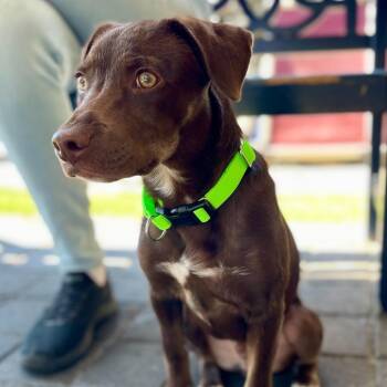 Queso -  Labrador Retriever and Mixed Breed Dog for Adoption in San Francisco, California - Queso | PetCurious