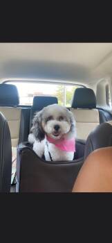 Dior -  Miniature Poodle Dog for Adoption in Plano, Texas - Dior | PetCurious