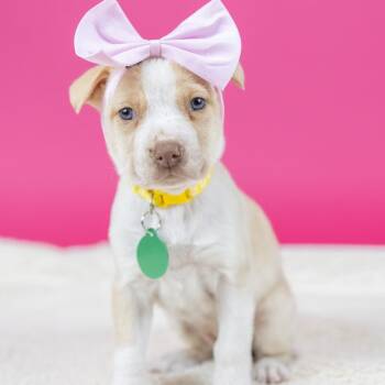 Mixed Breed Dogs Available for Adoption - Boise | PetCurious