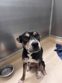 Pit Bull Terrier and Mixed Breed Dogs Available for Adoption in Burgaw, North Carolina - Fiesta | PetCurious