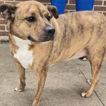 Jo Jo -  Mixed Breed Dog for Adoption in Waterloo, Iowa - Jo Jo | PetCurious