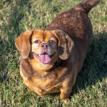 Lucy -  Mixed Breed Dog for Adoption - Lucy | PetCurious