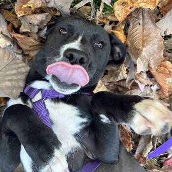 Freya (Community Assist - Dog) -  Mixed Breed Dog for Adoption in Marion, North Carolina - Freya (Community Assist - Dog) | PetCurious