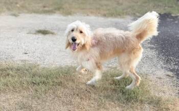 Otis -  Goldendoodle Dog for Adoption in Floresville, Texas - Otis | PetCurious