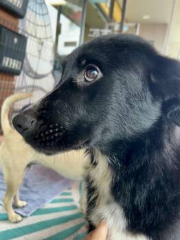 Anza- Twilight -  Labrador Retriever and Australian Shepherd Dog for Adoption in Bonita, California - Anza- Twilight | PetCurious