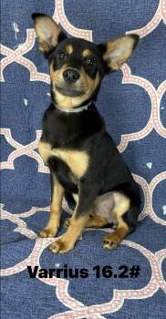 Terrier Dogs Available for Adoption - Varrius *foster Needed* | PetCurious